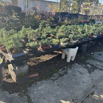 Maruyama Bonsai Nursery - outdoor bonsai - Nurseries & Gardening Near Me - Sacramento, California