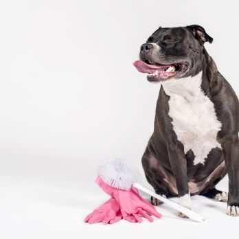 Healthy Happy Homes - Meet our Company Mascot! Call us today for %15 off your initial clean - Home Cleaning Near Me - Denver, Colorado Healthy Happy Homes - Meet our Company Mascot! Call us today for %15 off your initial clean - Home Cleaning Near Me - Denver, Colorado