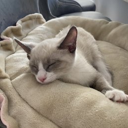 Getting cozy in her bed! They had several things (unused) for purchase there which was so helpful instead of getting everything at retail.