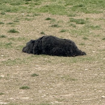 Wantage Dog Park - Dog - Dog Parks Near Me - Wantage, New Jersey