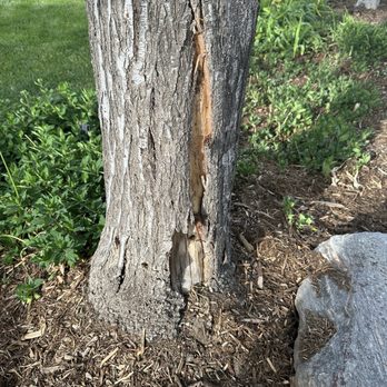 Scarlett Oaks Tree Care - Maple tree needed supplements. - Tree Services Near Me