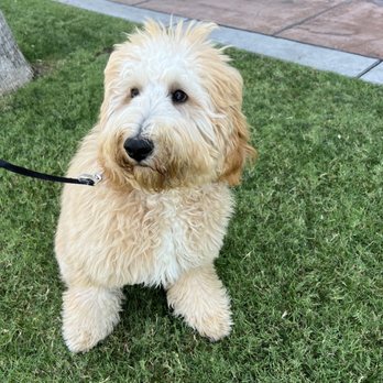 Off Leash K9 Training- Bay Area - Pet Training Near Me Off Leash K9 Training- Bay Area - Pet Training Near Me