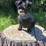 Photo of Shear Heaven For Pets