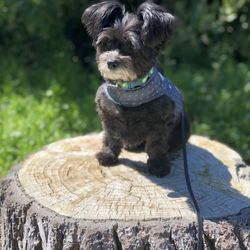 Shear Heaven For Pets - Our muffin after a haircut
