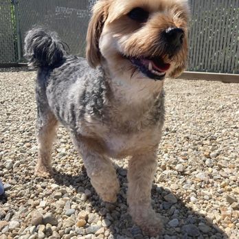 Animal Inn of The Berkshires - Pet Groomers Near Me - Dalton, Massachusetts