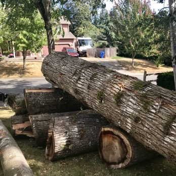 Hiebert Tree Service - Mr. Hiebert has removed about 3 Cottonwood Trees and an Alder to date. - Tree Services Near Me
