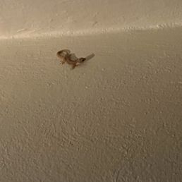 Tiny Gecko Tiny Gecko