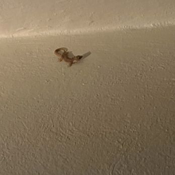 Tiny Gecko - Tiny Gecko - Bars Near Me - Isla Mujeres, ROO Tiny Gecko - Tiny Gecko - Bars Near Me - Isla Mujeres, ROO