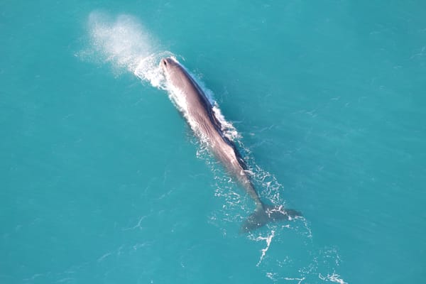 Wings Over Whales | Kaikoura Whale Watching by null