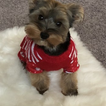 Sit Stay Fit - Pet Training Near Me - Portland, Oregon Sit Stay Fit - Pet Training Near Me - Portland, Oregon