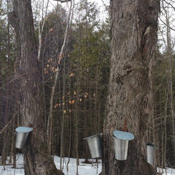 Hunter's Maple Products - Sap Collection buckets on display - Breakfast & Brunch Near Me - Spencerville, Ontario