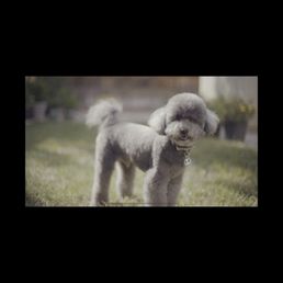 My dog Forrest with his new fresh haircut! My dog Forrest with his new fresh haircut!