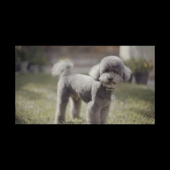 Butterfield Dog Grooming - My dog Forrest with his new fresh haircut! - Pet Groomers Near Me - Temecula, California Butterfield Dog Grooming - My dog Forrest with his new fresh haircut! - Pet Groomers Near Me - Temecula, California