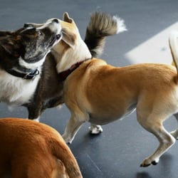 Metro Pet Dog Center - Picture from Metropet Dog Center of our daycare dogs