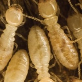 Preventive Pest Control - Pest Control Near Me - Draper, Utah Preventive Pest Control - Pest Control Near Me - Draper, Utah