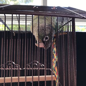 All Creatures Veterinary Clinic - Just hanging out waiting to get his nails/ wings done - Veterinarians Near Me - Charleston, South Carolina All Creatures Veterinary Clinic - Just hanging out waiting to get his nails/ wings done - Veterinarians Near Me - Charleston, South Carolina