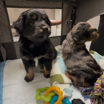 St. Francis Animal Clinic - They took great care of our pups! - Veterinarians Near Me - Miami, Florida St. Francis Animal Clinic - They took great care of our pups! - Veterinarians Near Me - Miami, Florida