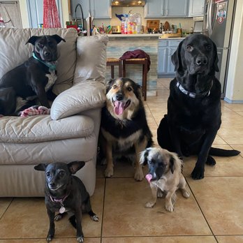 Pink Warrior Dog Training - Ruka and her pack! - Pet Training Near Me Pink Warrior Dog Training - Ruka and her pack! - Pet Training Near Me