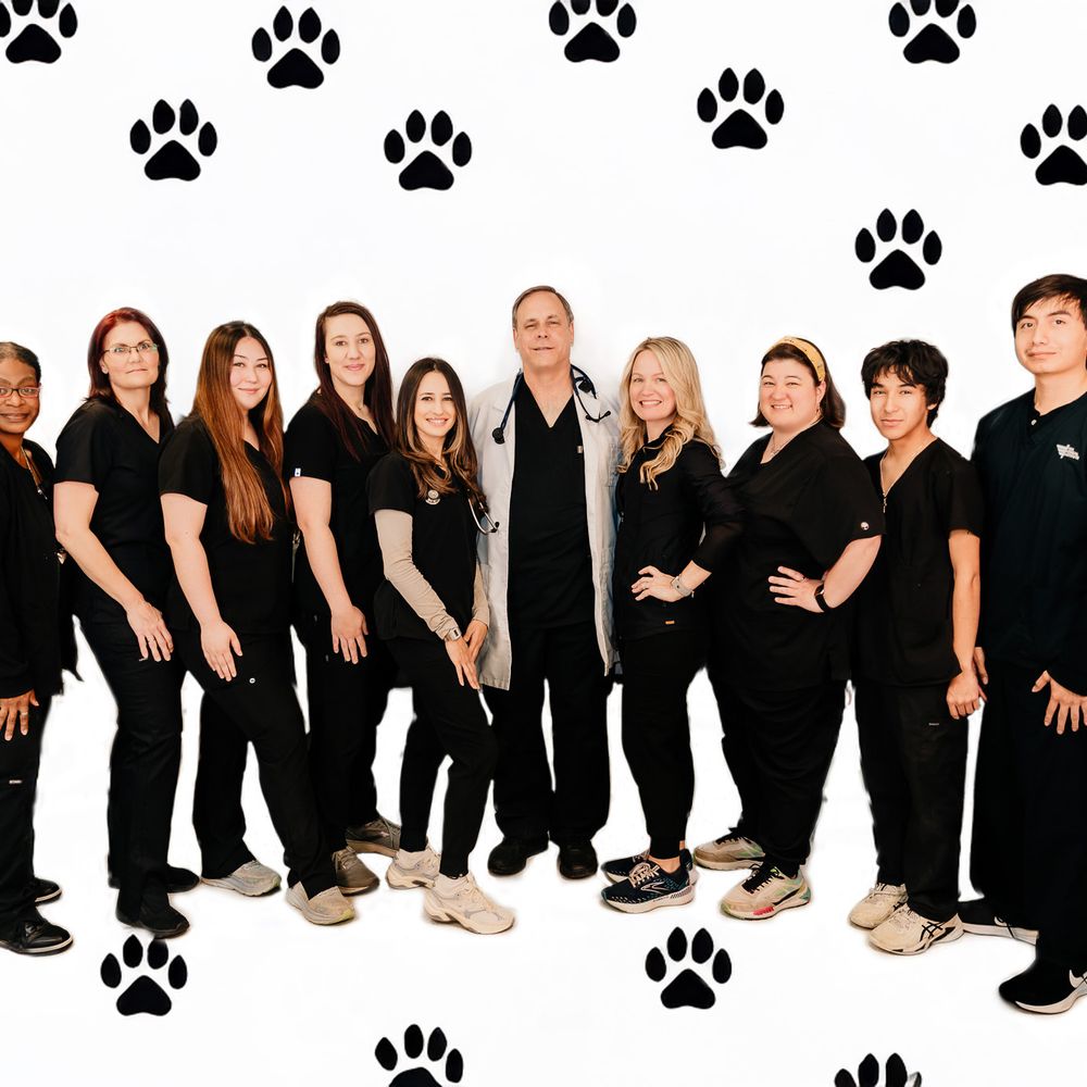 THE BEST 10 Pet Adoption near WESTHEIMER RD, HOUSTON, TX 77077 - Houston  Pets Alive!, Citizens For Animal Protection, Vickys Pet Depot - Quality &  Affordability - Updated 2026 - Yelp