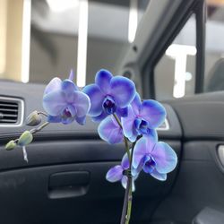 Vons - Soo pretty
