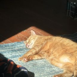 Resting after his visit to the vet
