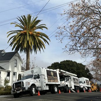 Fernandez Tree Service - Tree Services Near Me