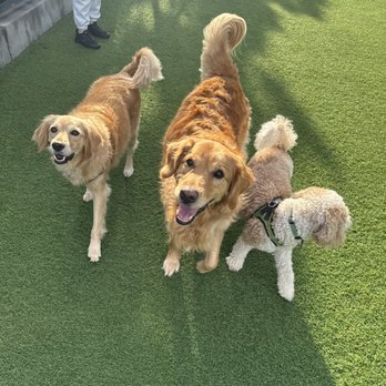 Tefani & So. Dogcare - Pet Sitting Near Me - San Francisco, California Tefani & So. Dogcare - Pet Sitting Near Me - San Francisco, California