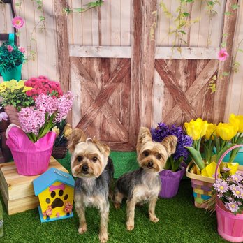 One Dog at a Time - Our boys are champions again! Thank you Desi - Pet Groomers Near Me - Highland, Indiana One Dog at a Time - Our boys are champions again! Thank you Desi - Pet Groomers Near Me - Highland, Indiana