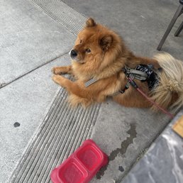 Water for the pup Water for the pup