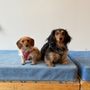 Photo of The Dog Institute of Williamsburg