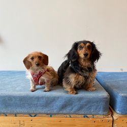 The Dog Institute of Williamsburg - Full grown sisters!