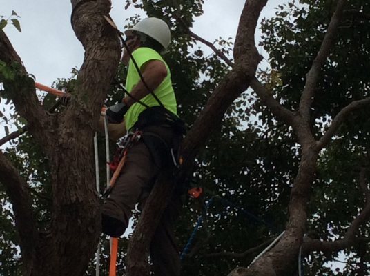 Affordable Tree Service. Honey-Don