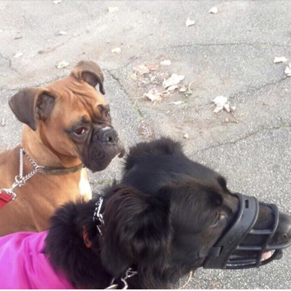 Canine Solutions Dog Training - Pet Training Near Me
