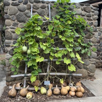 Maui Nui Botanical Gardens - Gourds used for carrying water - Botanical Gardens Near Me - Kahului, Hawaii Maui Nui Botanical Gardens - Gourds used for carrying water - Botanical Gardens Near Me - Kahului, Hawaii