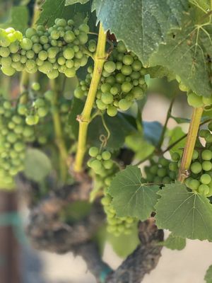 Sangiacomo Vineyards by null