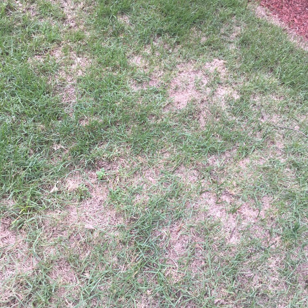 Giarolis Nursery Landscaping - Nurseries & Gardening Near Me - Memphis, Tennessee