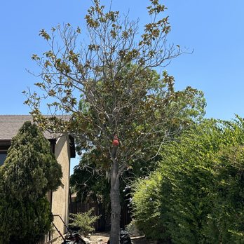 Ayala's Tree Service - Tree Services Near Me Ayala's Tree Service - Tree Services Near Me