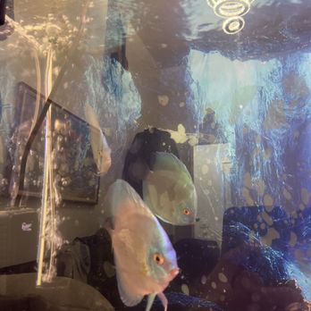 SF Aquatic - Aquariums Near Me - Walnut Creek, California