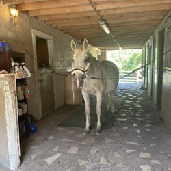 Three Painted Acres Dressage