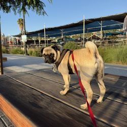 Korean Bell of Friendship - Take your dog where there's nice grass and a cool breeze Rex the pug loves the Korean