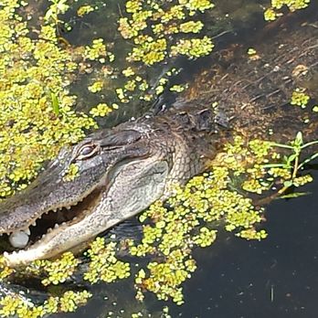 Ultimate Swamp Adventures - Tours Near Me - Westwego, Louisiana Ultimate Swamp Adventures - Tours Near Me - Westwego, Louisiana