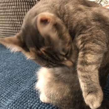 Brooklyn Cat Cafe - Pet Adoption Near Me - Brooklyn, New York Brooklyn Cat Cafe - Pet Adoption Near Me - Brooklyn, New York