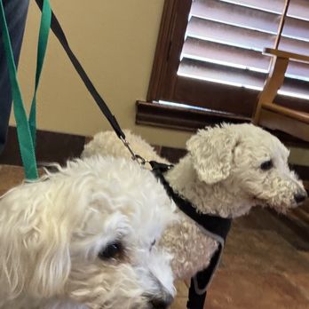 Blackstone Animal Hospital - Veterinarians Near Me - Frisco, Texas Blackstone Animal Hospital - Veterinarians Near Me - Frisco, Texas