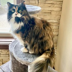 Pet-Stop Barbershop - Bree happy to be groomed and smelling great