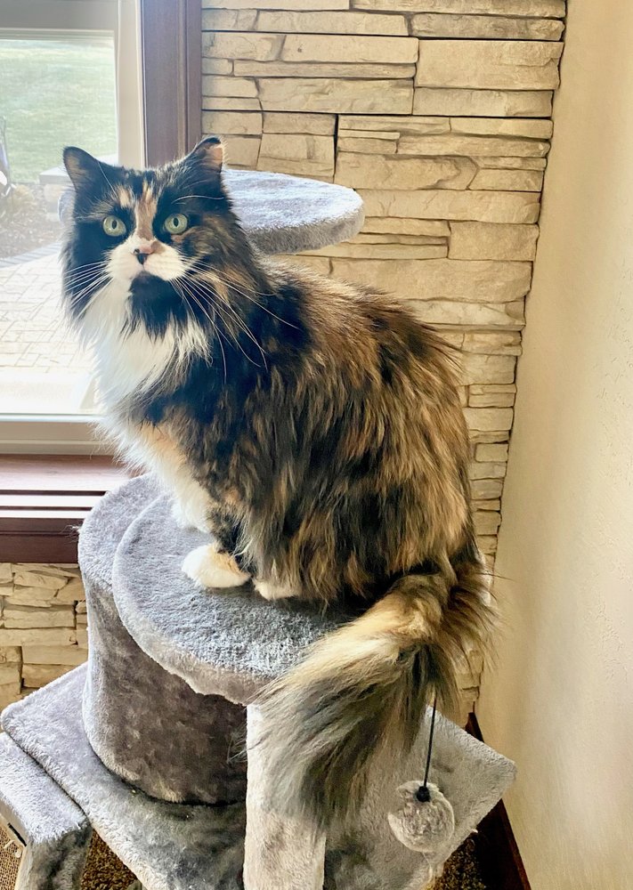 PETSTOP Updated July 2024 1036 9th St, Green Bay, Wisconsin Pet Groomers