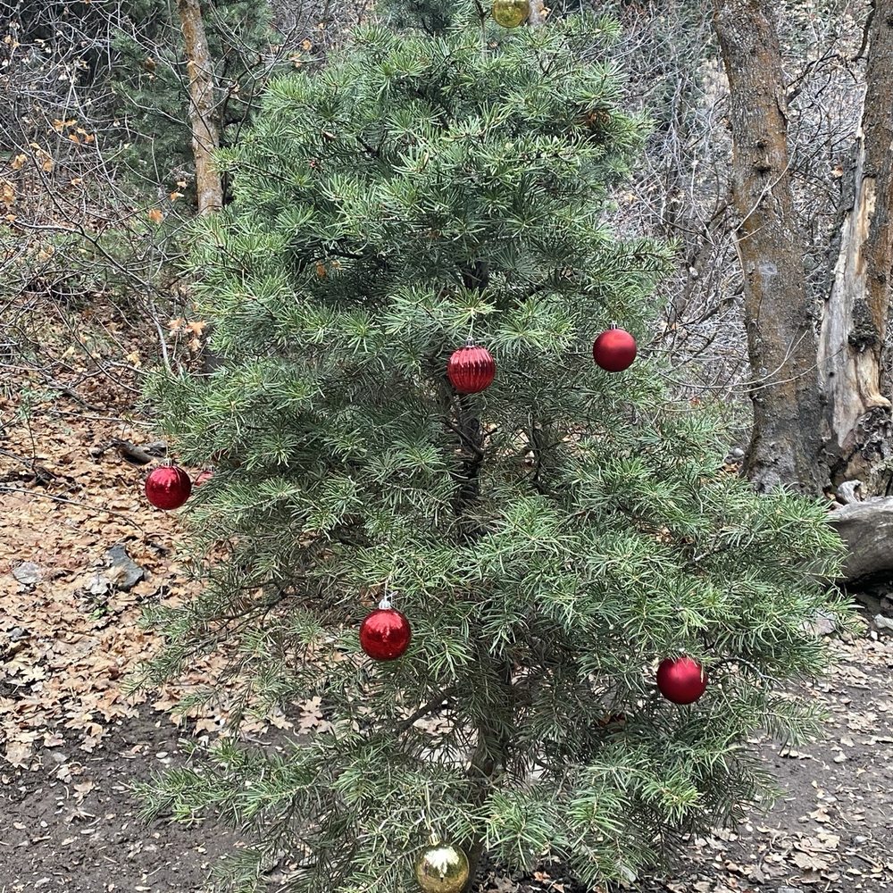 Adams Canyon Trail - Decorated tree for Christmas time on the trail! - Hiking Near Me - Layton, Utah Adams Canyon Trail - Decorated tree for Christmas time on the trail! - Hiking Near Me - Layton, Utah