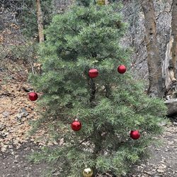 Adams Canyon Trail - Decorated tree for Christmas time on the trail!