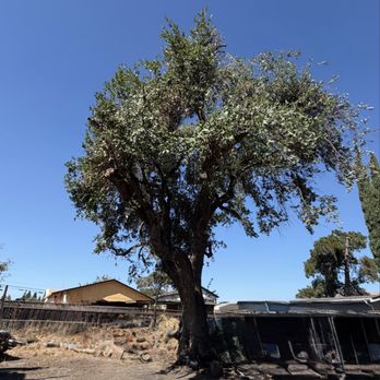 PV Tree Service - After - Tree Services Near Me PV Tree Service - After - Tree Services Near Me