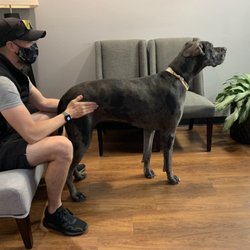 Hybrid Sports Chiropractic - Masked Marvel Comic Character and 5 year old dog, Oreo.