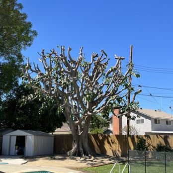 Freddy's Tree Service - After 3 hours - Tree Services Near Me - Anaheim, California Freddy's Tree Service - After 3 hours - Tree Services Near Me - Anaheim, California